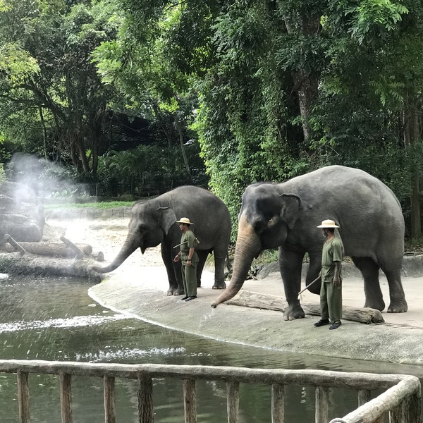 シンガポール動物園の行き方
